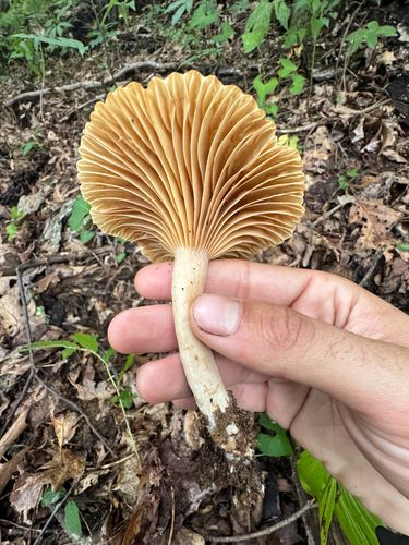 多皱乳菇(Lactarius subplinthogalus) 真实照片 · 拍摄者:lonesomebuckwheat