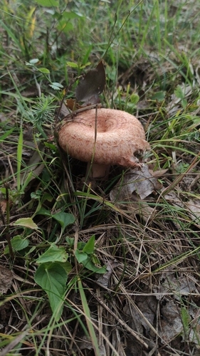 毛头乳菇(Lactarius torminosus) 真实照片 · 拍摄者:artificial-strawberry-jam
