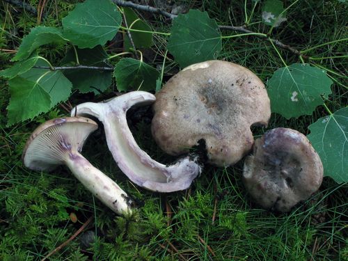 潮湿乳菇(Lactarius uvidus) 真实照片 · 拍摄者:luisballester