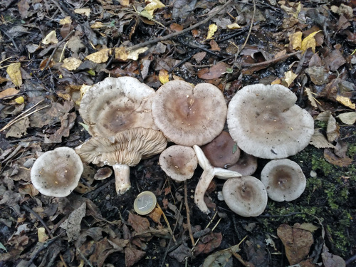 灰乳菇(Lactarius vietus) 真实照片 · 拍摄者:luisballester