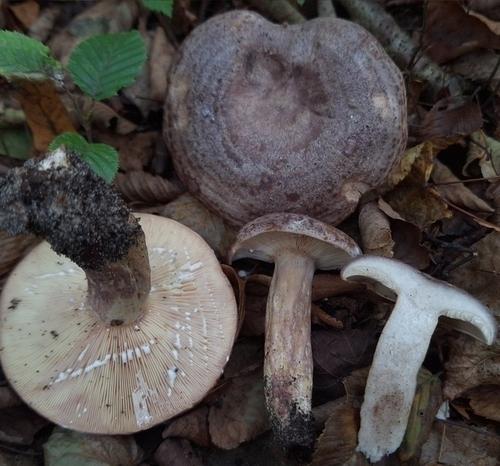 变紫乳菇(Lactarius violascens) 真实照片 · 拍摄者:yellowplant