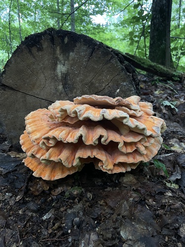 硫磺菌(Laetiporus sulphureus) 真实照片 · 拍摄者:umkylvyn