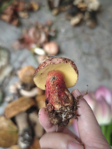 兰茂牛肝菌(Lanmaoa asiatica) 真实照片 · 拍摄者:liuguangyu