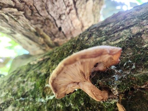 野生香菇(Lentinus edodes) 真实照片 · 拍摄者:narlathotep