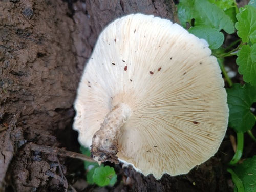 虎皮香菇(Lentinus tigrinus) 真实照片 · 拍摄者:votinceva-elena