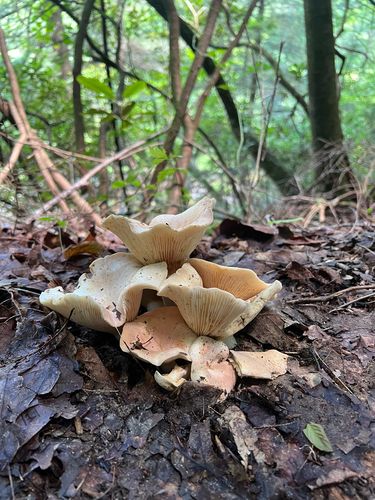 大白桩菇(Leucopaxillus giganteus) 真实照片 · 拍摄者:bluesagebanjo