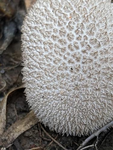 马勃菌(Lycoperdon sp.) 真实照片 · 拍摄者:mycomarvel