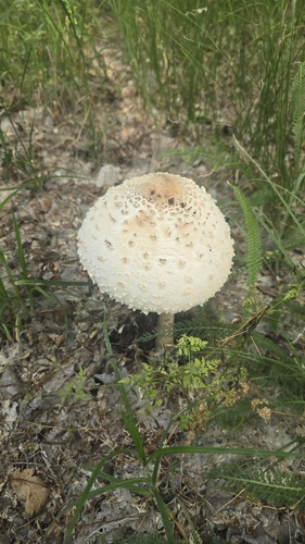 高大环柄菇(Macrolepiota procera) 真实照片 · 拍摄者:cidri