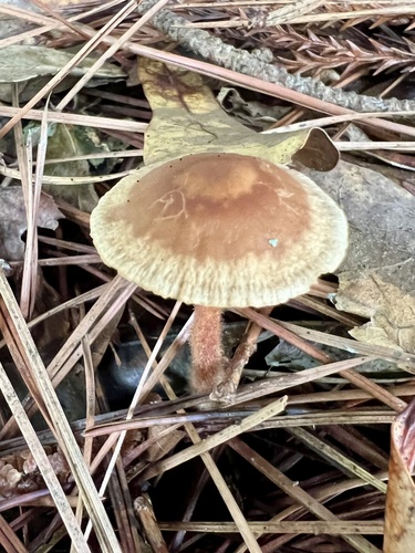 隐形小皮伞(Marasmius sp.) 真实照片 · 拍摄者:mpearlstein