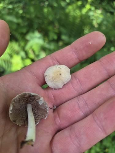 白蘑菇(Agaricus albidus) 真实照片 · 拍摄者:adam70894