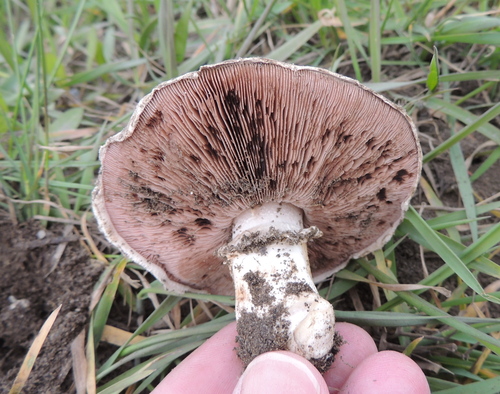 双孢蘑菇(Agaricus bisporus) 真实照片 · 拍摄者:yuriysokolov73
