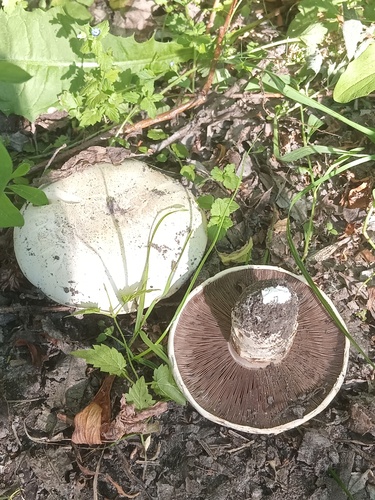 白褐蘑菇(Agaricus bitorquis) 真实照片 · 拍摄者:the_rock_of_practical_botany