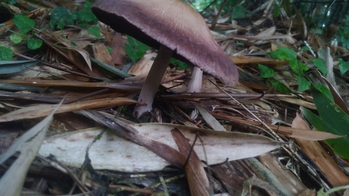 红蘑菇(Agaricus subrufescens) 真实照片 · 拍摄者:dayana85180