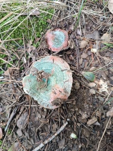紫蘑菇(Agaricus violaceus) 真实照片 · 拍摄者:eloiiglesias