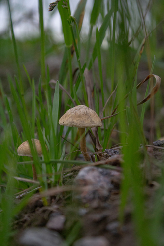 黄田头菇(Agrocybe flava) 真实照片 · 拍摄者:mikehcd