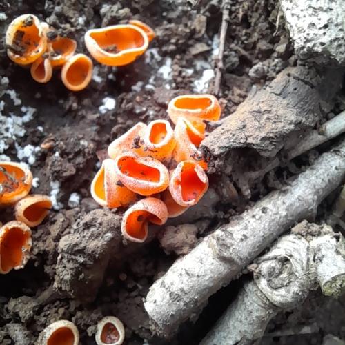 橙红盘菌(Aleuria rhenana) 真实照片 · 拍摄者:nadiexa