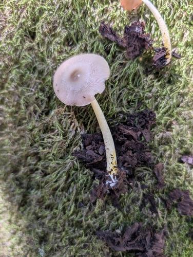 赤褐裸盘菌(Aleuria sp.) 真实照片 · 拍摄者:malacothrix
