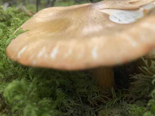 橙蜜环菌(Armillaria aurantia) 真实照片 · 拍摄者:caterpillerlover