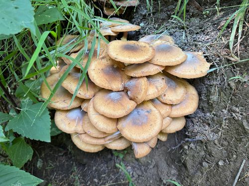 灰蜜环菌(Armillaria grisea) 真实照片 · 拍摄者:davidlowry