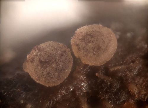 白明斑盘菌(Ascobolus albidus) 真实照片 · 拍摄者:maiglocke