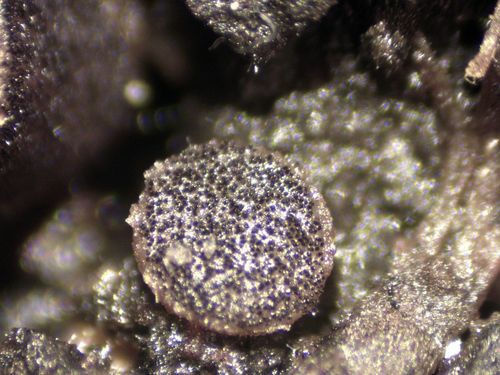 黄明斑盘菌(Ascobolus flavus) 真实照片 · 拍摄者:candido_sos