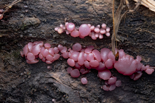 白紫胶盘菌(Ascocoryne sarcoides) 真实照片 · 拍摄者:daviaker