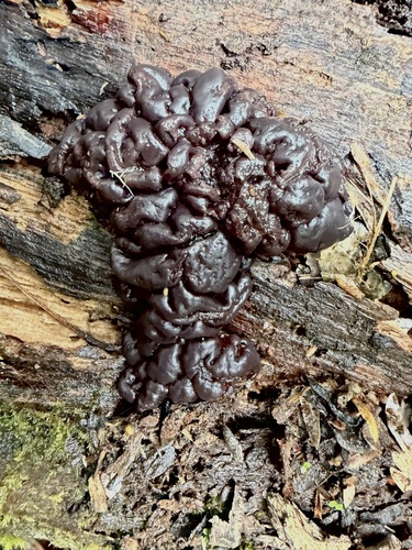 白胶杯菌(Ascotremella alba) 真实照片 · 拍摄者:roaming_eye