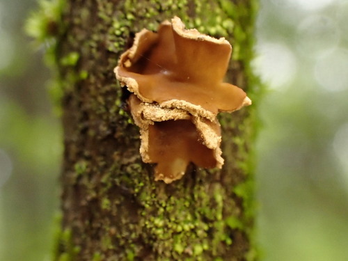 黄球囊菌(Cenangium flavus) 真实照片 · 拍摄者:lesliejoan
