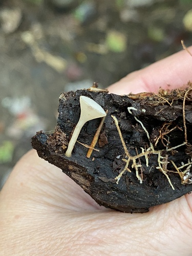 白杯盘菌(Ciboria alba) 真实照片 · 拍摄者:myco_mama_vt