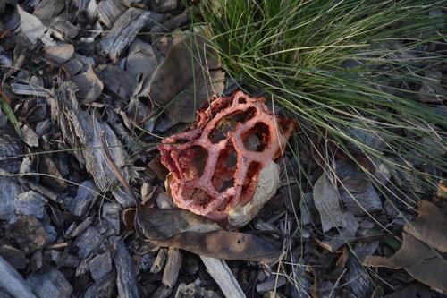 紫笼头菌(Clathrus violaceus) 真实照片 · 拍摄者:skylisan