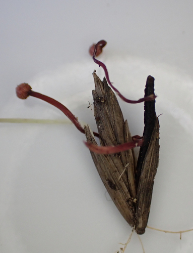 白麦角菌(Claviceps alba) 真实照片 · 拍摄者:rebeccareaderlee