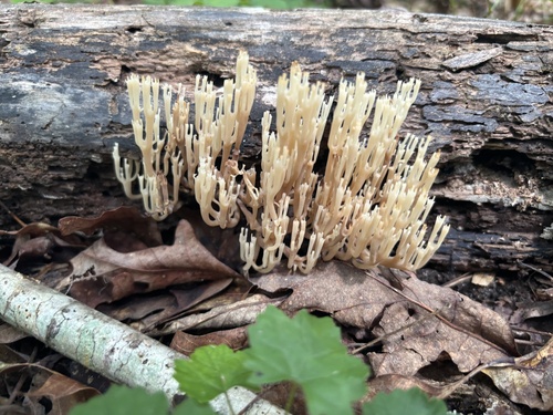 紫杯珊瑚菌(Clavicorona violacea) 真实照片 · 拍摄者:carolinabean