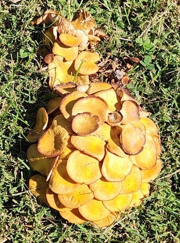 灰杯伞(Clitocybe grisea) 真实照片 · 拍摄者:tokireefa
