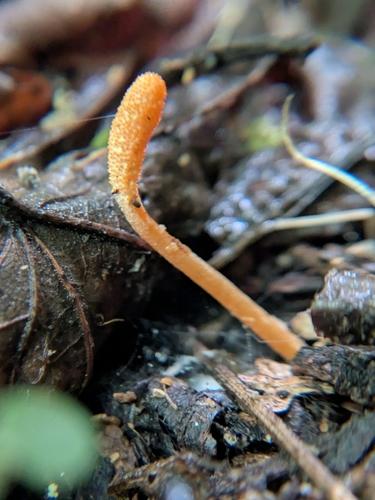 红虫草(Cordyceps rufus) 真实照片 · 拍摄者:ivory_twilight