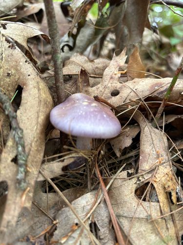 黄丝膜菌(Cortinarius flavus) 真实照片 · 拍摄者:ashley84905