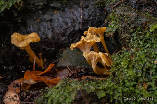 红灰喇叭菌(Craterellus rufus) 真实照片 · 拍摄者:djgwild