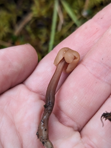 黄棕榈菌(Cudonia flava) 真实照片 · 拍摄者:wetlandwanderer
