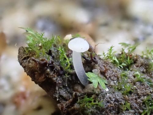 白地锤菌(Cudoniella alba) 真实照片 · 拍摄者:nicolasdperez