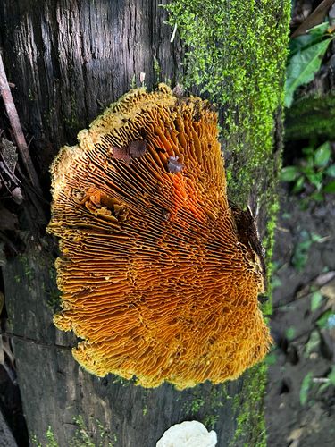 黄迷孔菌(Daedalea flavida) 真实照片 · 拍摄者:mwpr