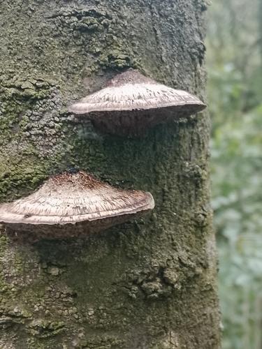 灰迷孔菌(Daedalea grisea) 真实照片 · 拍摄者:jansi12