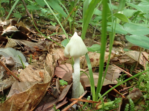 白粉褶蕈(Entoloma album) 真实照片 · 拍摄者:jyojiirisa
