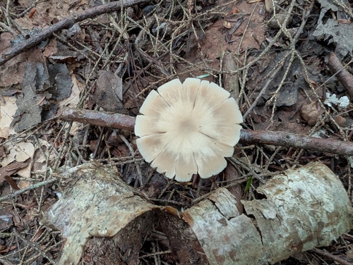 灰粉褶蕈(Entoloma griseum) 真实照片 · 拍摄者:huafang