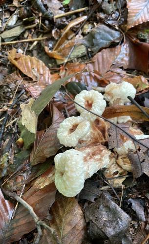 红粉褶蕈(Entoloma rufum) 真实照片 · 拍摄者:zanamoran