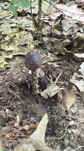 紫粉褶蕈(Entoloma violaceum) 真实照片 · 拍摄者:eileen680