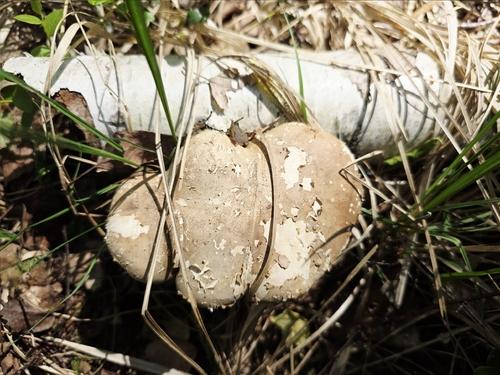 灰拟层孔菌(Fomitopsis grisea) 真实照片 · 拍摄者:rytas56