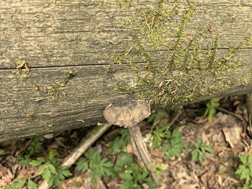 红拟层孔菌(Fomitopsis rosea) 真实照片 · 拍摄者:mihail_lukyanchik