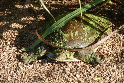 黄裸脚伞(Gymnopus flavus) 真实照片 · 拍摄者:grroschat