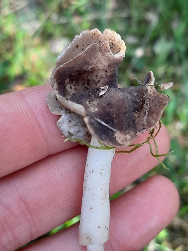 白马鞍菌(Helvella albella) 真实照片 · 拍摄者:laorden