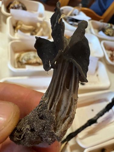 黑马鞍菌(Helvella atra) 真实照片 · 拍摄者:borja_gomez