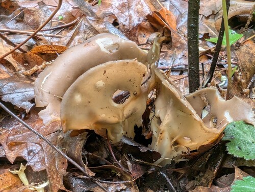 灰白马鞍菌(Helvella griseoalba) 真实照片 · 拍摄者:huafang